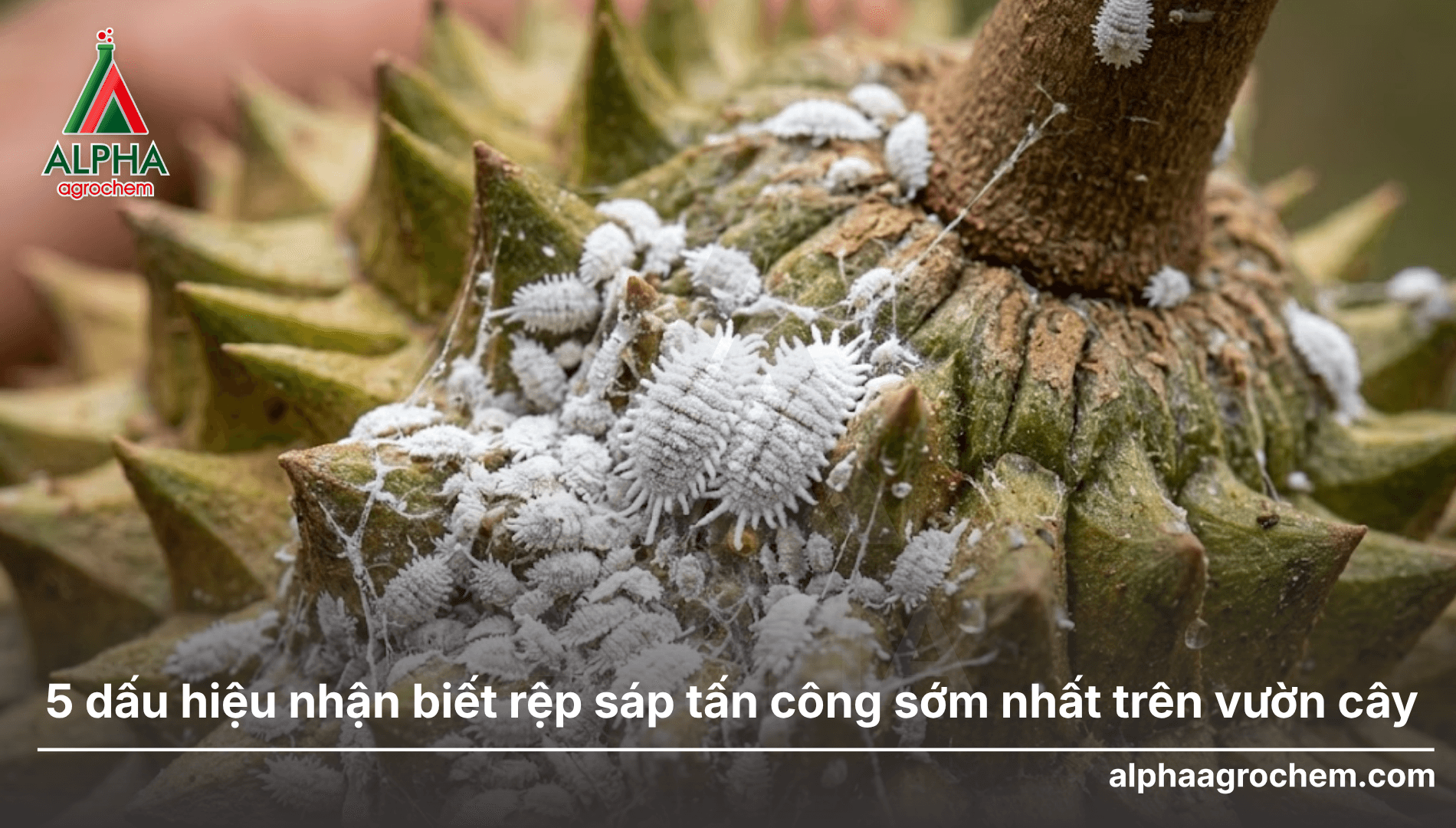 Gia công nhãn riêng thuốc BVTV là gì? Cơ hội cho đại lý xây dựng thương hiệu