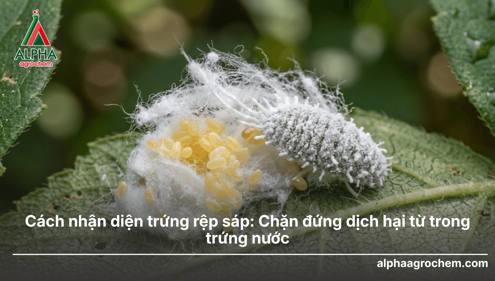 Hoạt chất Acetamiprid là gì? Công dụng và cách sử dụng an toàn trong nông nghiệp