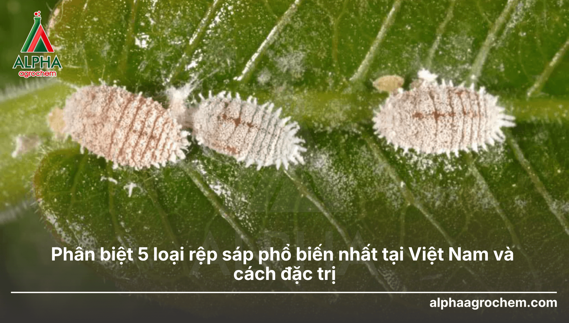 Phân biệt 5 loại rệp sáp phổ biến nhất tại Việt Nam và cách đặc trị từng loại