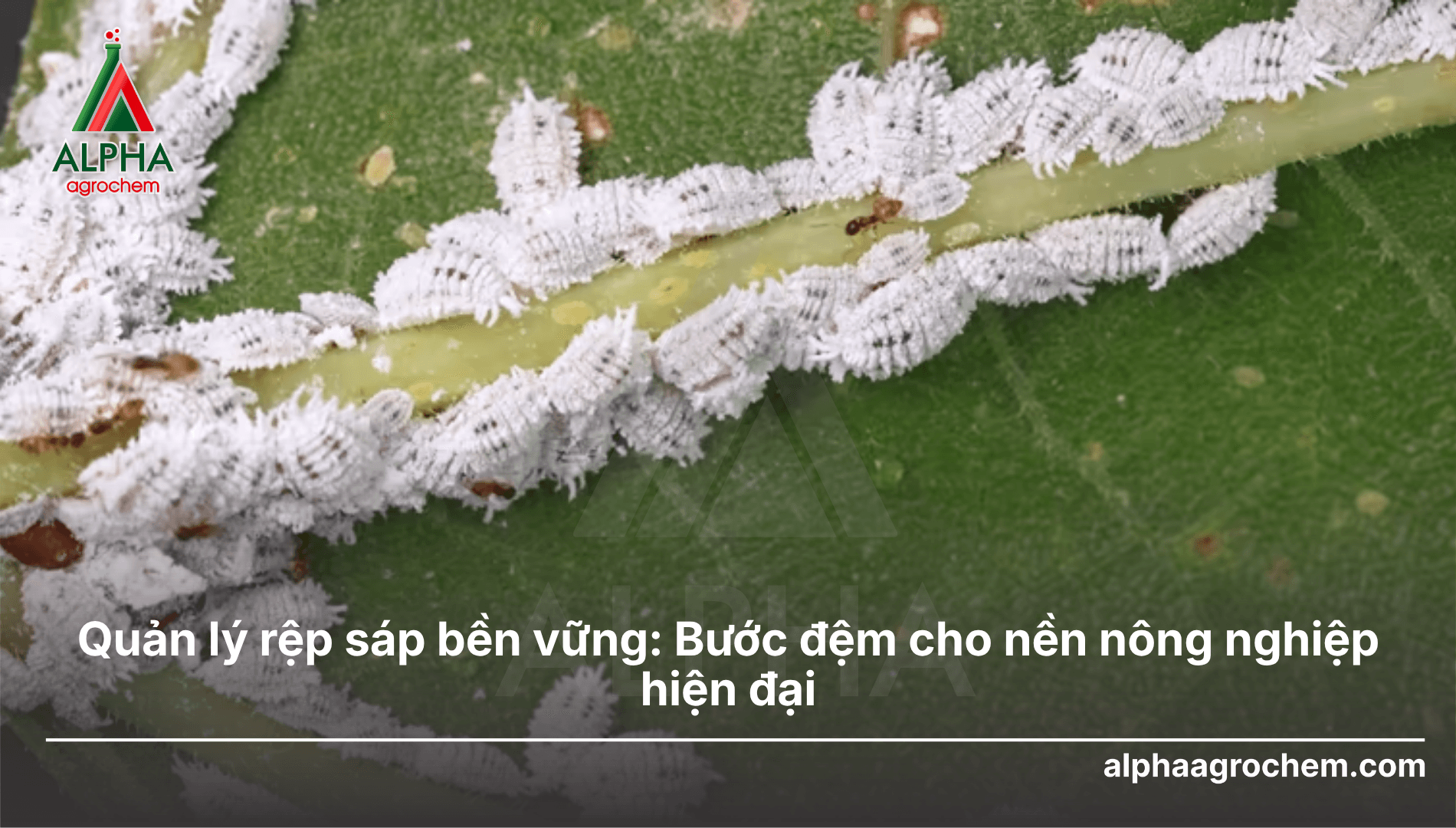 Quản lý rệp sáp bền vững: Bước đệm cho nền nông nghiệp hiện đại