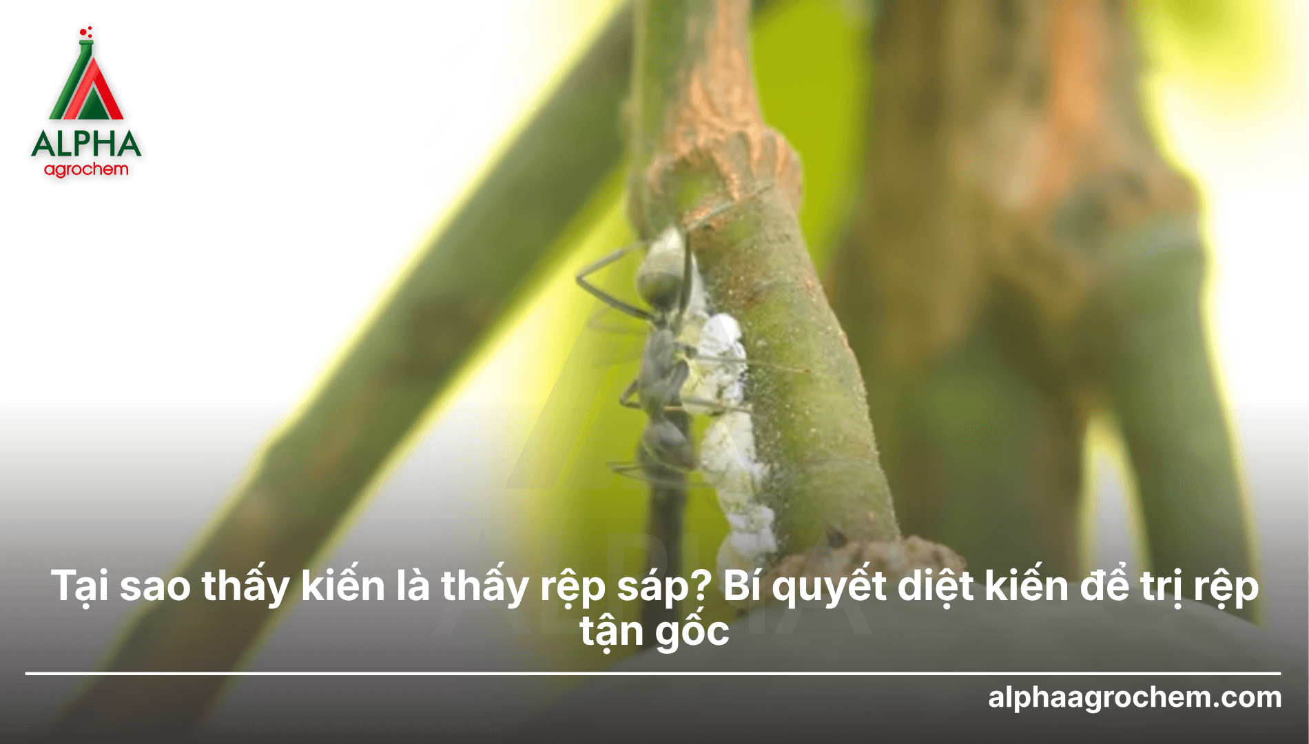 Tại sao thấy kiến là thấy rệp sáp? Bí quyết diệt kiến để trị rệp tận gốc