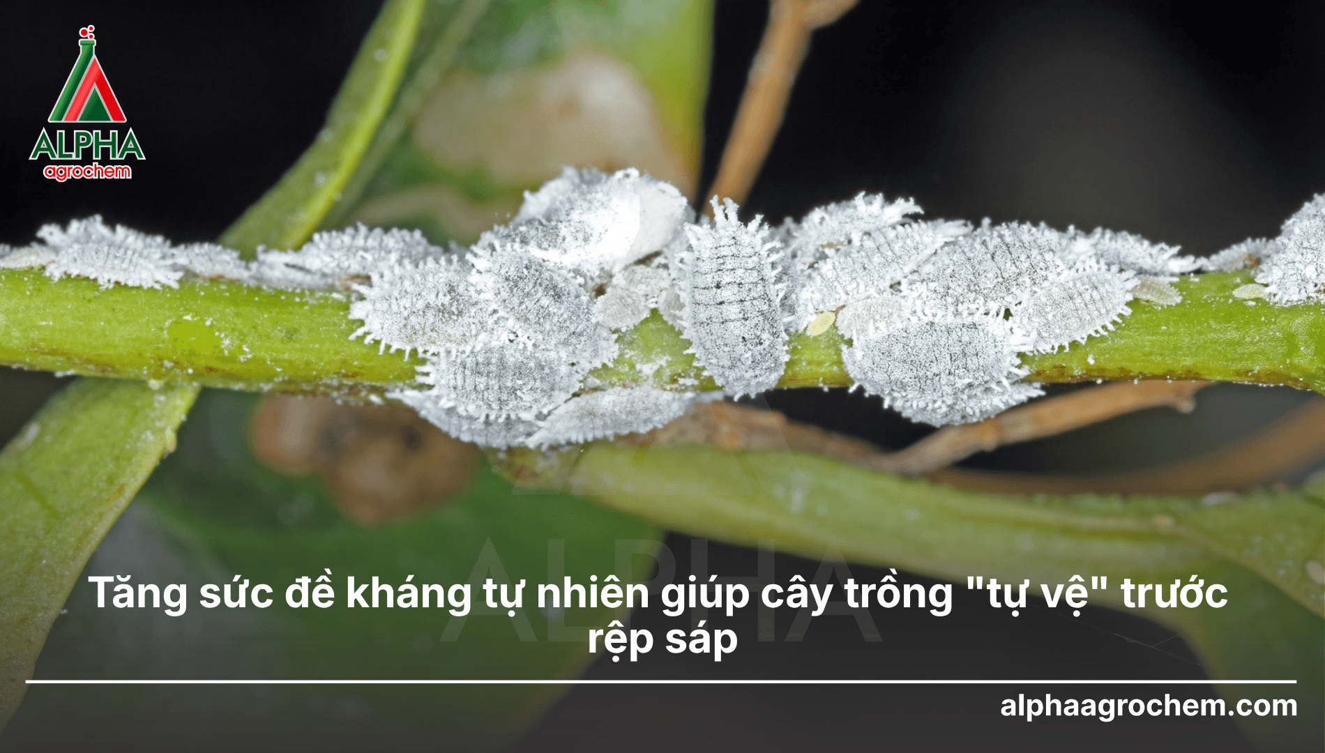 Tăng sức đề kháng tự nhiên giúp cây trồng tự vệ trước rệp sáp