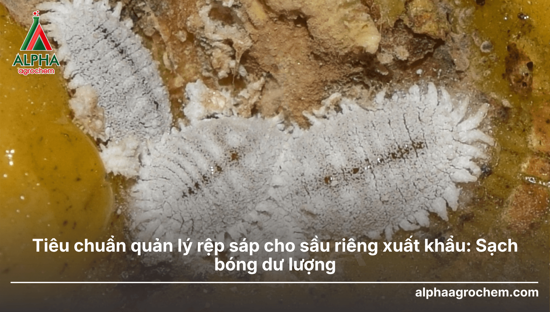 Tiêu chuẩn quản lý rệp sáp cho sầu riêng xuất khẩu: Sạch bóng, đủ dư lượng