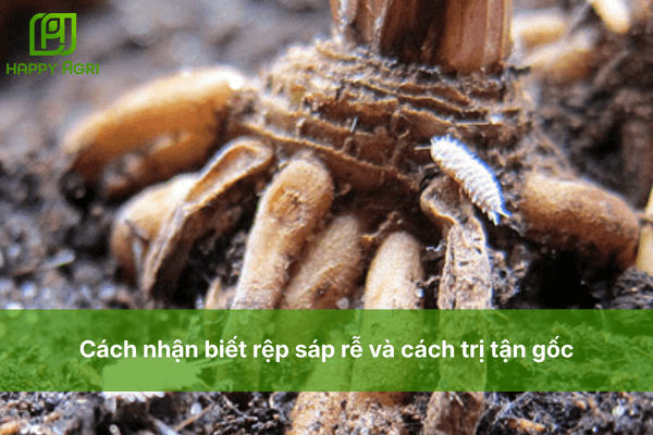 Cách nhận biết rệp sáp rễ và cách trị tận gốc bằng bộ đôi Afudan & 3 Con Kiến