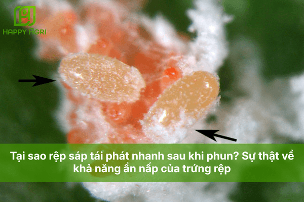 Tại sao rệp sáp tái phát nhanh sau khi phun? Sự thật về khả năng ẩn nấp của trứng rệp